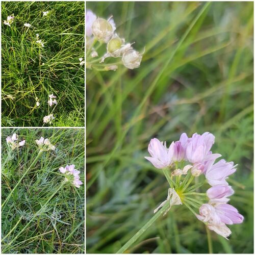 Allium bidentatum (Allium bidentatum)