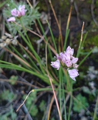 Allium bidentatum (Allium bidentatum)
