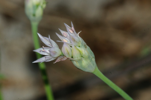 Twincrest onion (Allium bisceptrum)