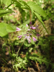 Twincrest onion (Allium bisceptrum)