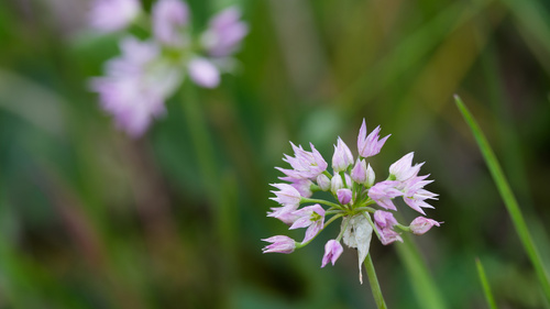 Twincrest onion (Allium bisceptrum)