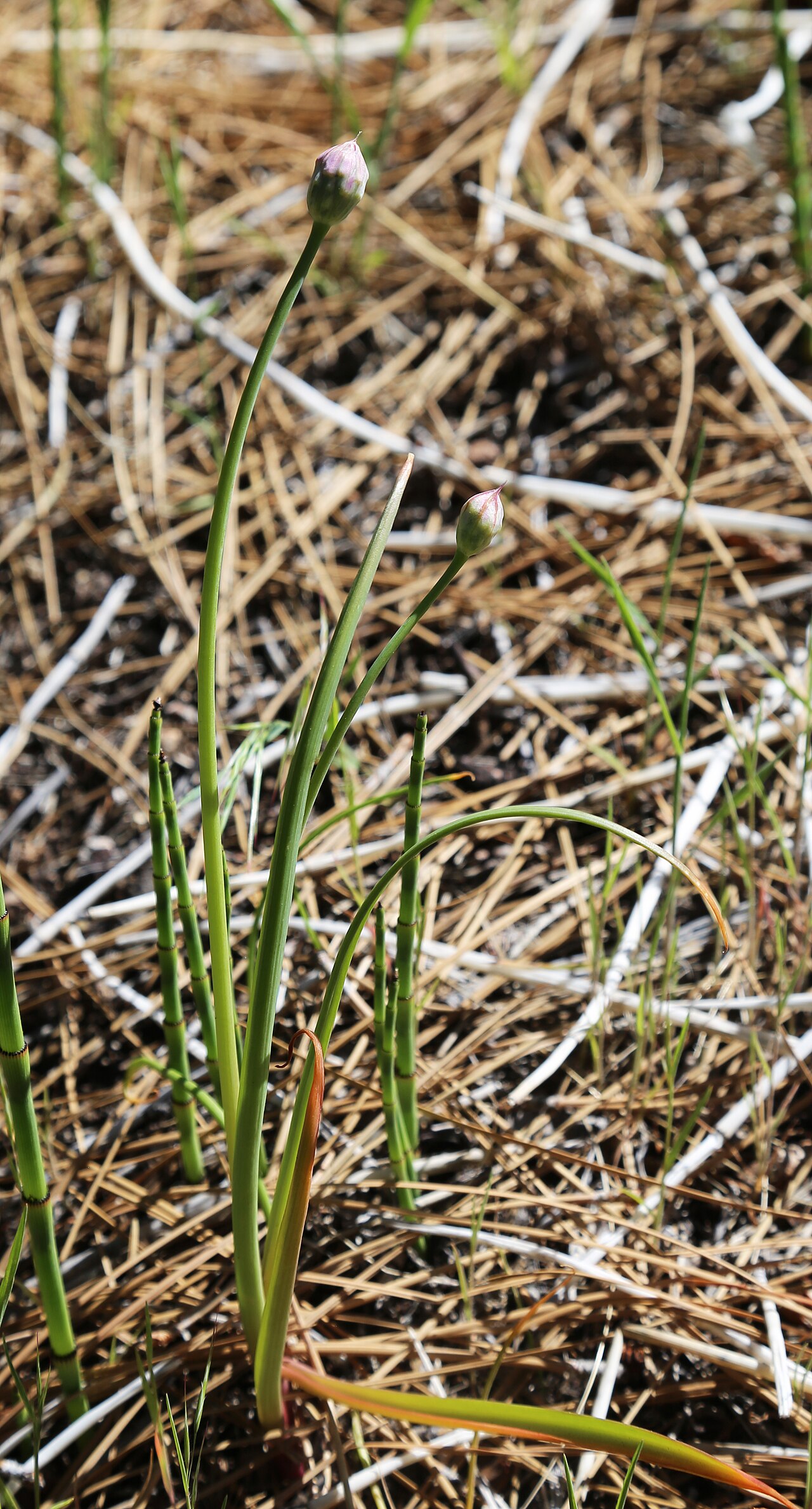 Twincrest onion: Twincrest, or aspen, onion (Allium bisceptrum) emerging plants with leaves and buds. At 1,920 m (6,300 ft) next to bike path just west of Lower Rock Creek. Mono