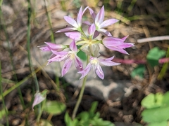 Twincrest onion (Allium bisceptrum)