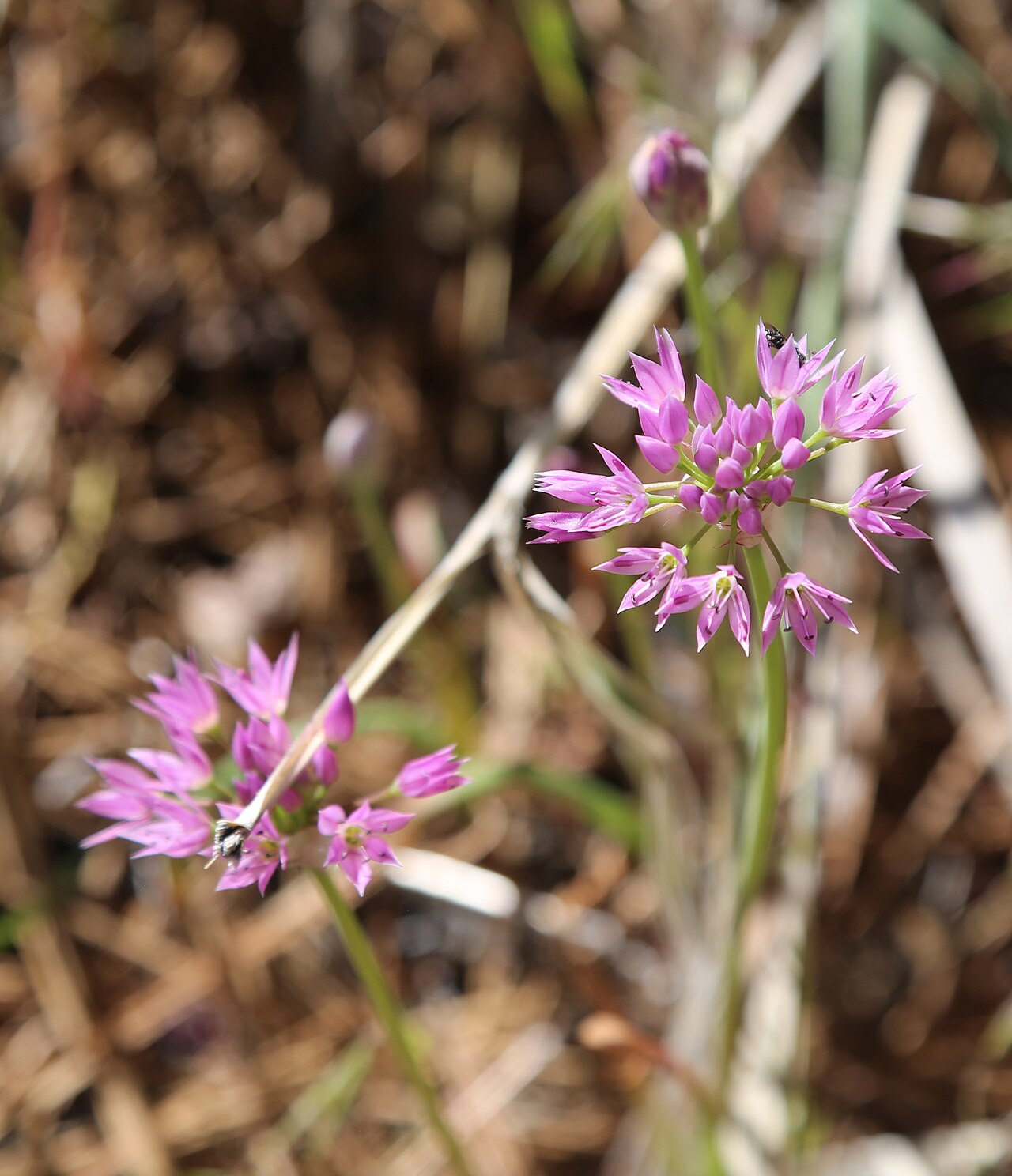 Twincrest onion: Twincrest, or aspen, onion (Allium bisceptrum) early flowerheads mostly open, showing each pink flower's six pointed tepals with a darker streak. At 1,920 m (6,