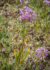 Twincrest onion (Allium bisceptrum)