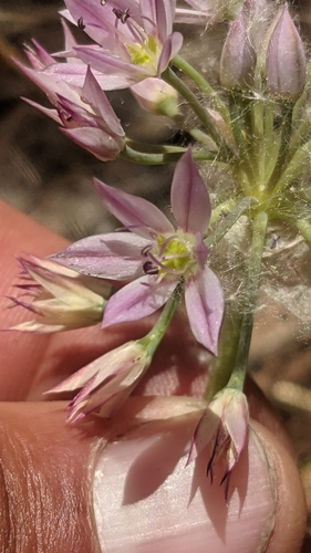 Twincrest onion (Allium bisceptrum)