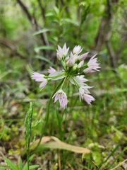 Twincrest onion (Allium bisceptrum)