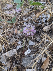 Twincrest onion (Allium bisceptrum)