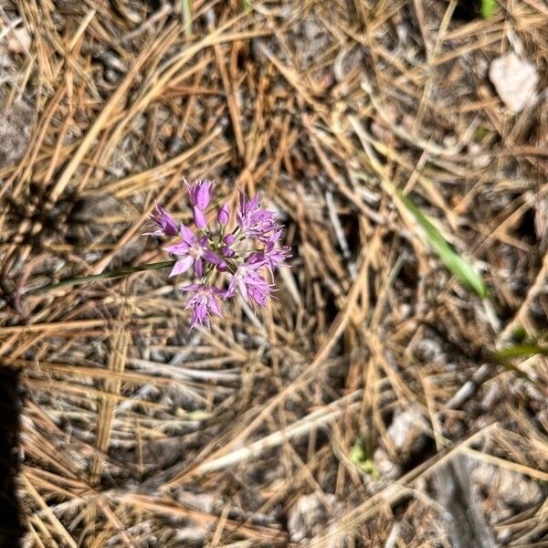 Twincrest onion (Allium bisceptrum)