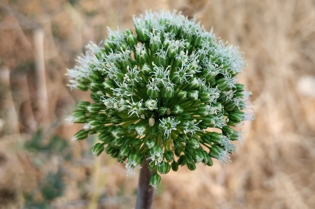 Allium bourgeaui (Allium bourgeaui)