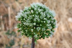 Allium bourgeaui (Allium bourgeaui)