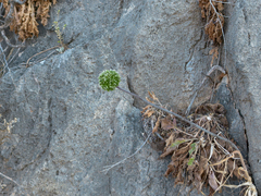 Allium bourgeaui (Allium bourgeaui)