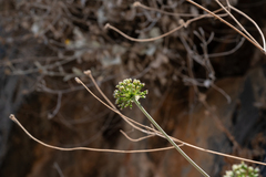 Allium bourgeaui (Allium bourgeaui)