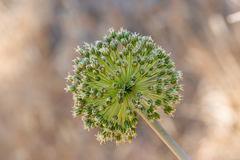 Allium bourgeaui (Allium bourgeaui)