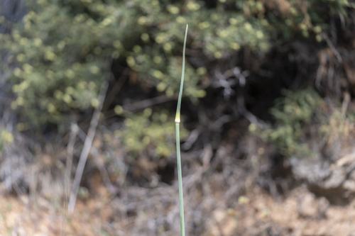 Allium bourgeaui (Allium bourgeaui)