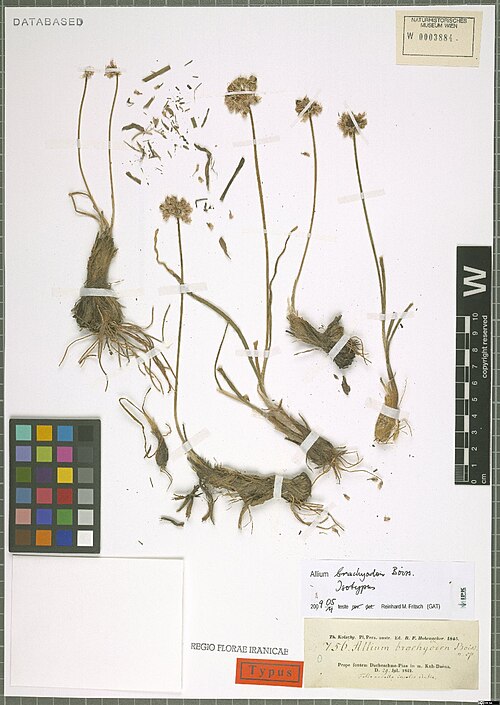 Allium brachyodon: Allium brachyodon — Herbarium specimen from Prope fontem Dscheschme-Pias in m. Kuh-Daëna., Iran. Collected by Kotschy,C.G.T. Th. Kotschy, Pl. Pers. bor. Ed. R.