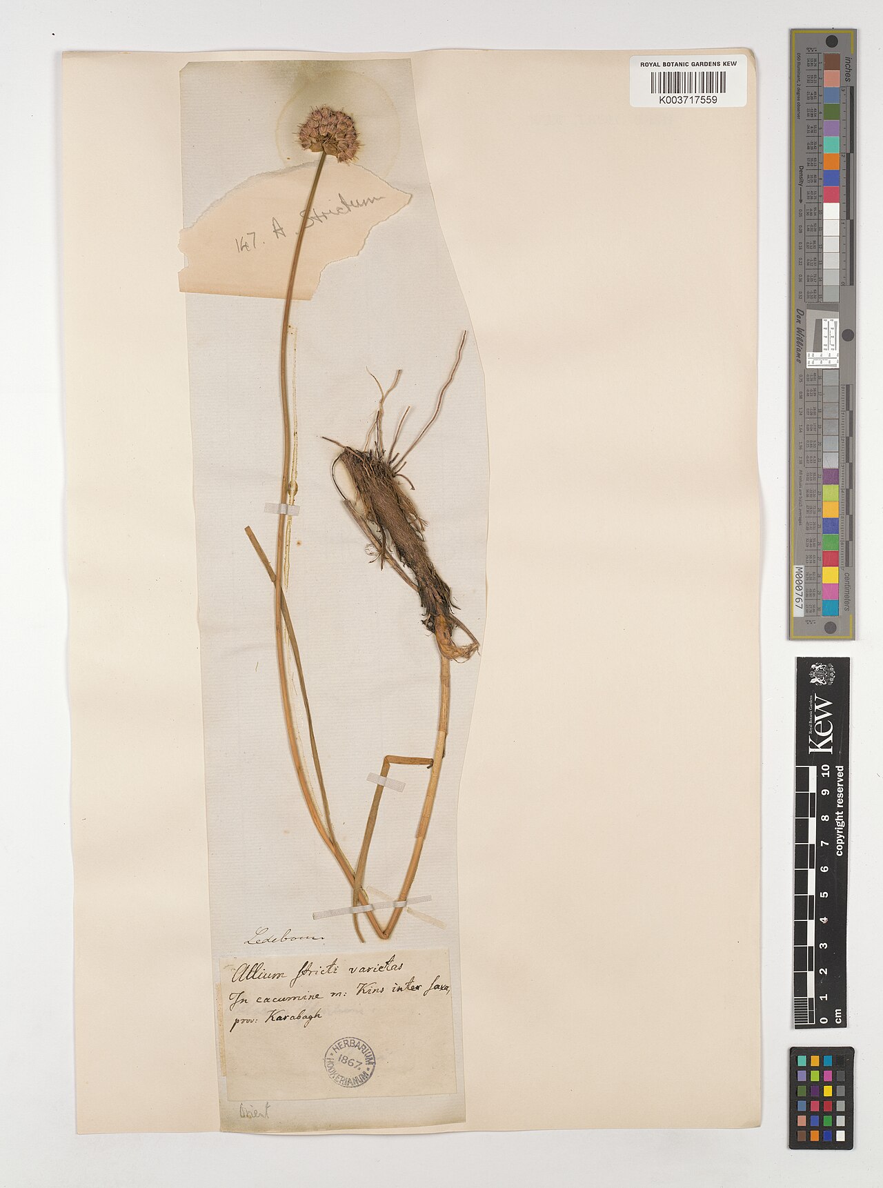 Allium brachyodon: Allium brachyodon — Herbarium specimen from Prov, Karabagh., Iran. Collected by Ledebour. Recorded in GBIF occurrence 5220609426 .