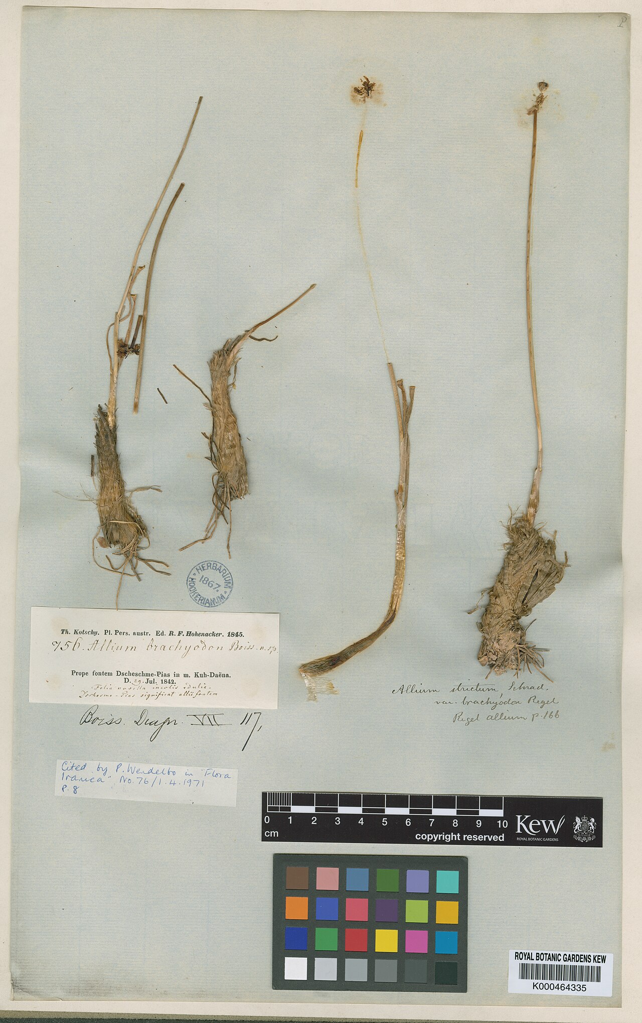 Allium brachyodon: Allium brachyodon — Herbarium specimen from Prope fontem Dscheschme-Pias in m. Kuh-Daëna., Iran. Collected by Kotschy, T. (1842-07-29). Recorded in GBIF occurre