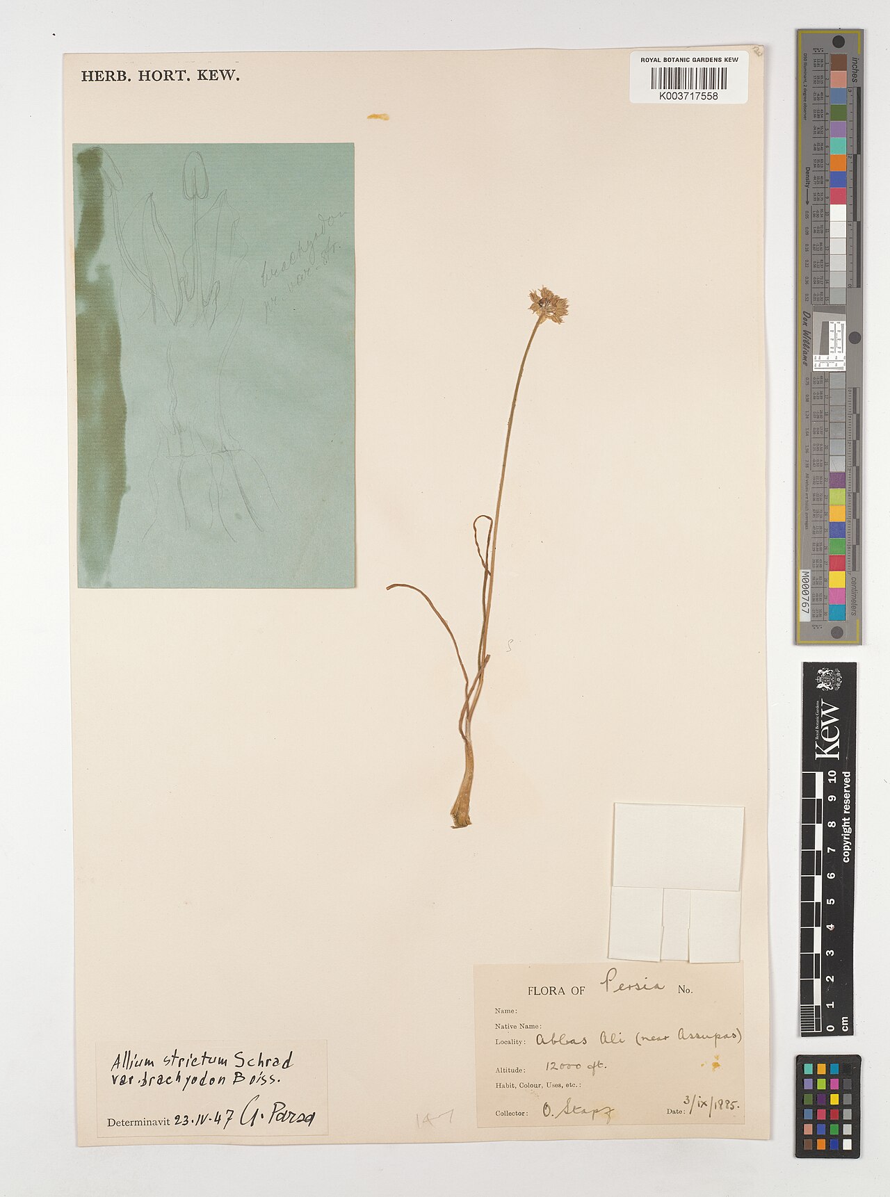 Allium brachyodon: Allium brachyodon — Herbarium specimen from Abbas ali (near assupas)., Iran. Collected by Stapf, O. (1885-09-03). Recorded in GBIF occurrence 5220599428 .