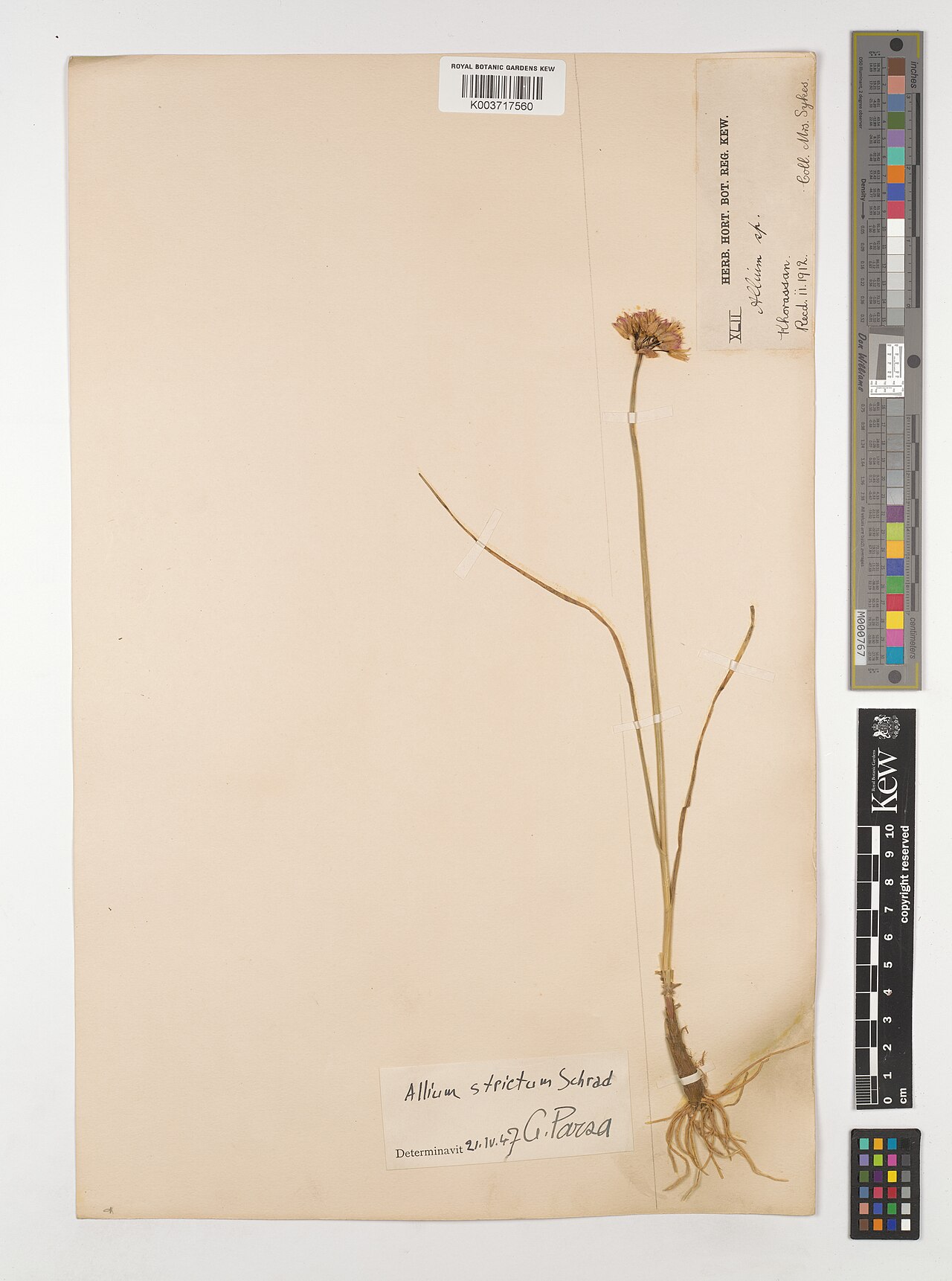 Allium brachyodon: Allium brachyodon — Herbarium specimen from Khorassan., Iran. Collected by Sykes. Recorded in GBIF occurrence 5220557415 .
