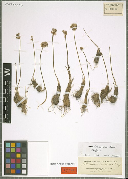 Allium brachyodon: Allium brachyodon — Herbarium specimen from Prope fontem Dscheschme-Pias in m. Kuh-Daëna., Iran. Collected by Kotschy,C.G.T. Th. Kotschy, Pl. Pers. bor. Ed. R.