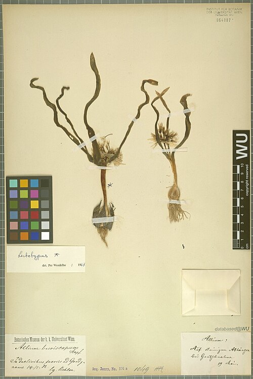Allium breviscapum: Allium breviscapum — Herbarium specimen from In declivibus saxosis ad Gendjname. Auf steinigen Abhängen bei Gentschnahme., Iran. Collected by Pichler,T. (1882-0