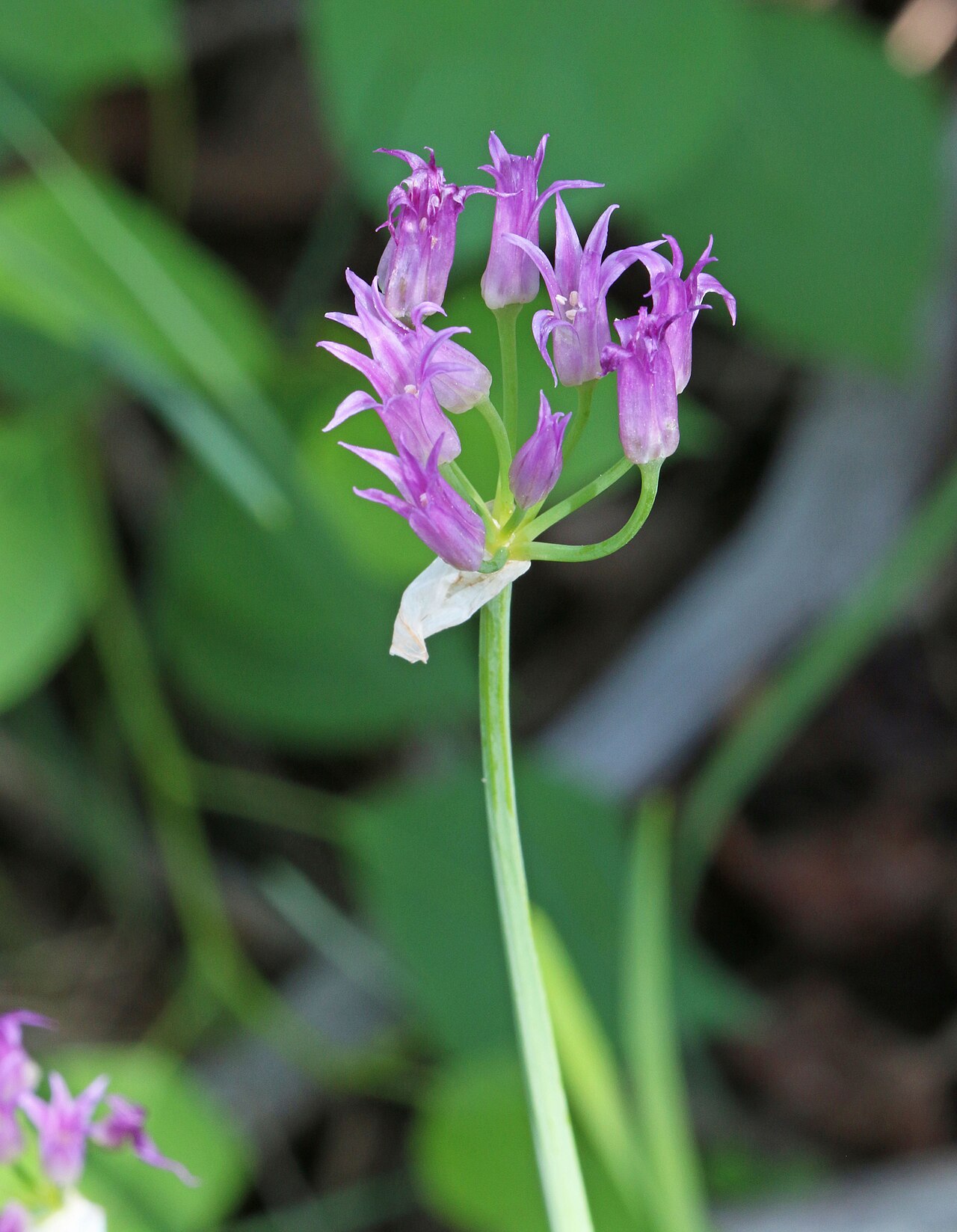 Short-styled onion: Shortstyle onion (Allium brevistylum), Lily family (Liliaceae). Stillwater Fork, Uinta, Utah.
