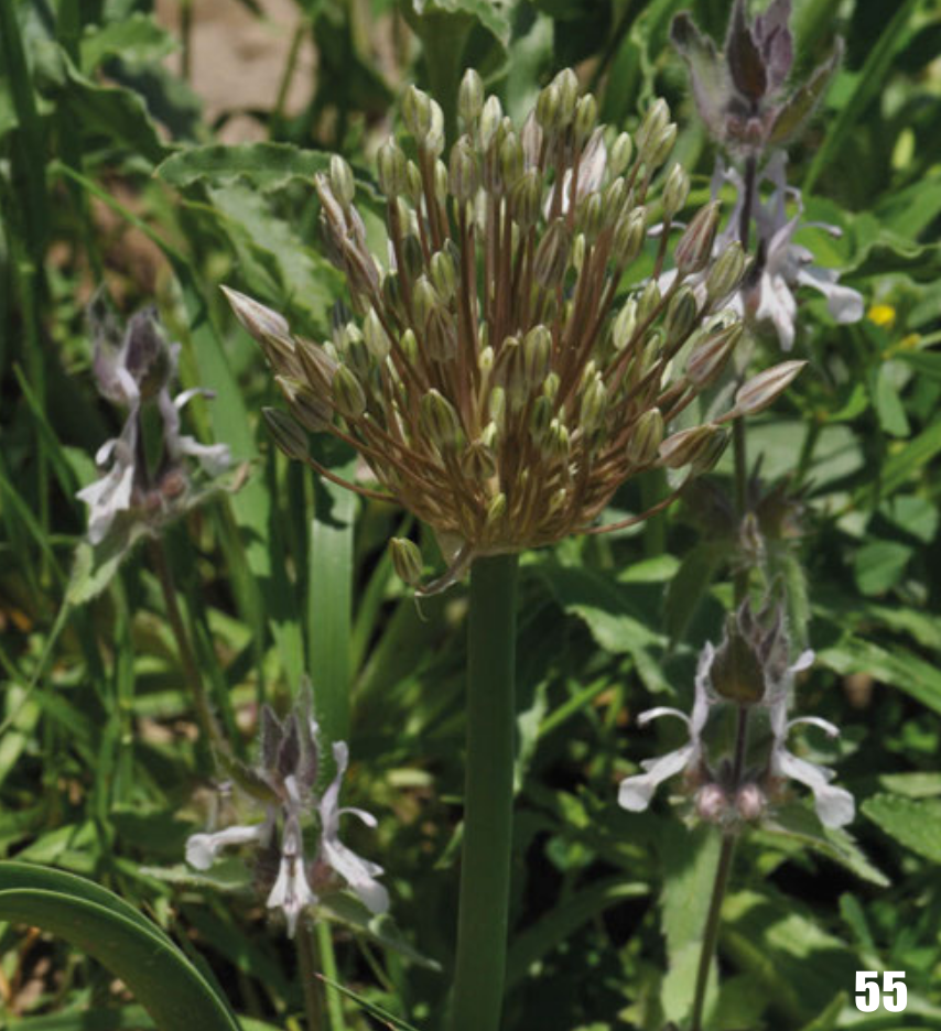 Allium bucharicum: Allium bucharicum in Tajikistan.