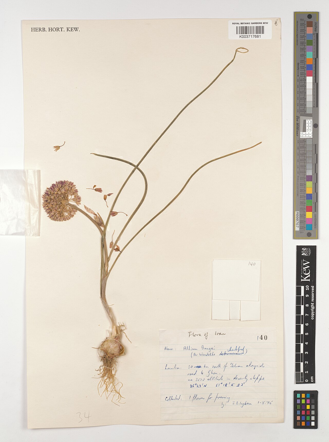 Allium bungei: Allium bungei — Herbarium specimen from 30 km south of Telvar alongside road to Ghom., Iran. Collected by Ingham, J.S.. Recorded in GBIF occurrence 5220525416 .
