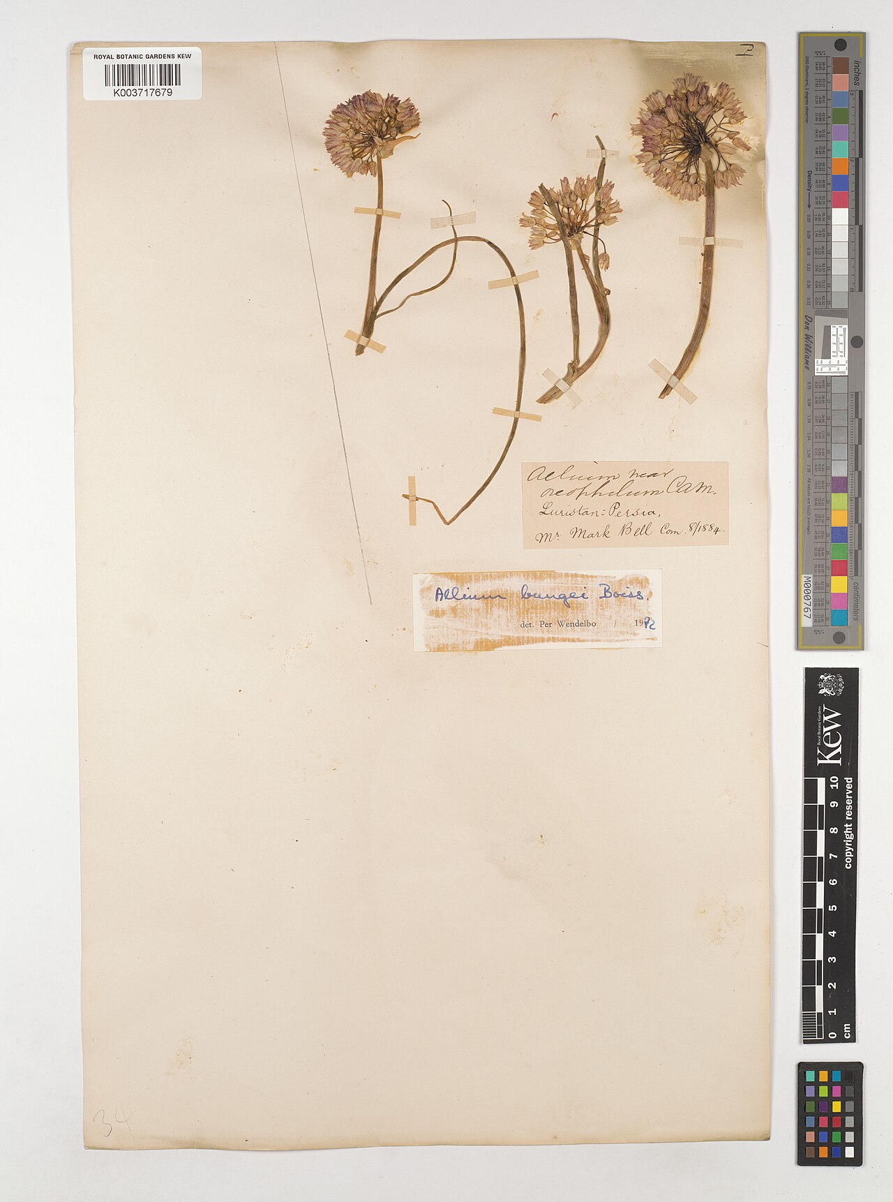 Allium bungei: Allium bungei — Herbarium specimen from Luristan., Iran. Collected by Bell, M.. Recorded in GBIF occurrence 5220594416 .