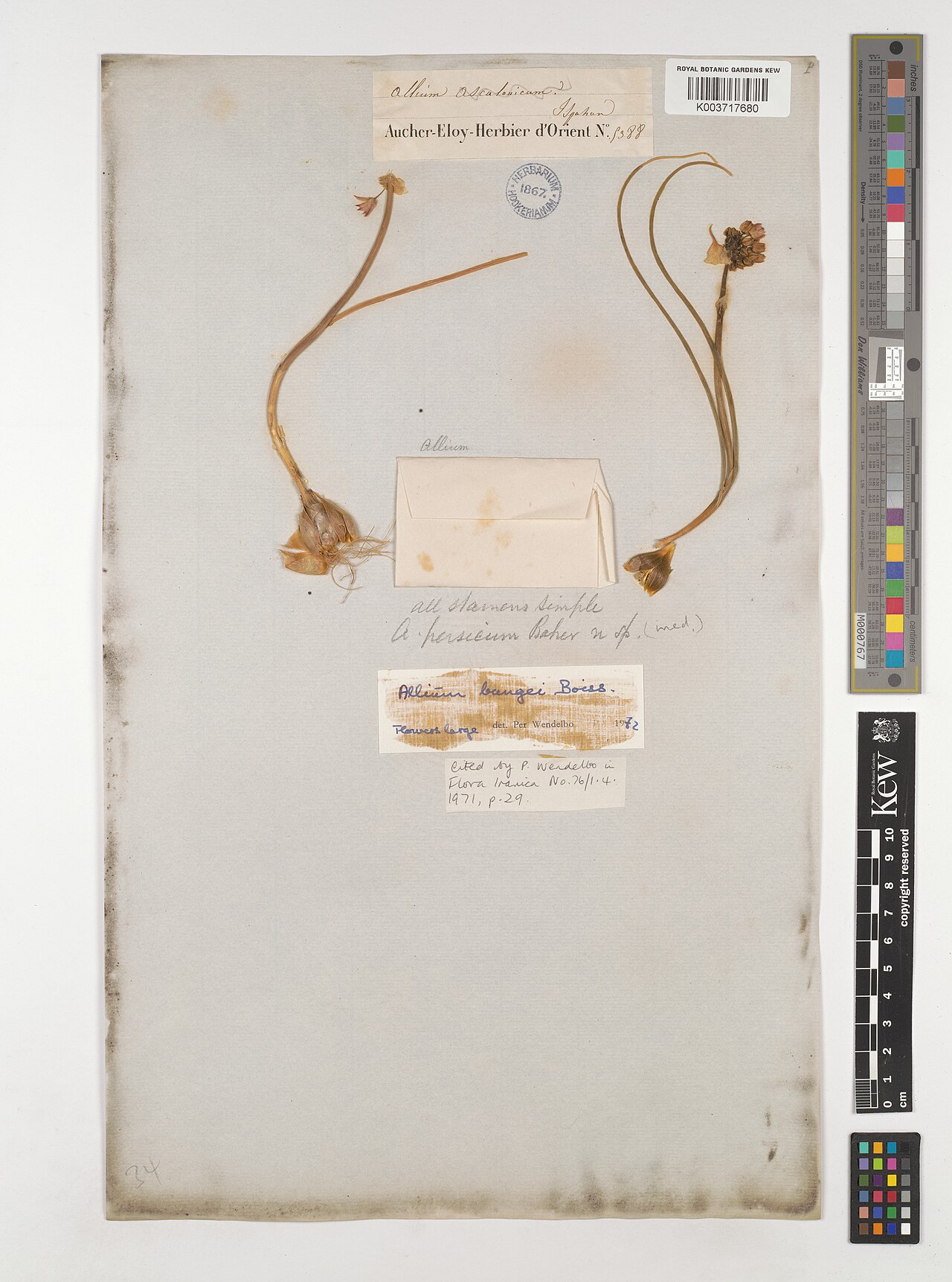 Allium bungei: Allium bungei — Herbarium specimen from Ispahan, Iran. Collected by Aucher-Eloy. Recorded in GBIF occurrence 5220527420 .