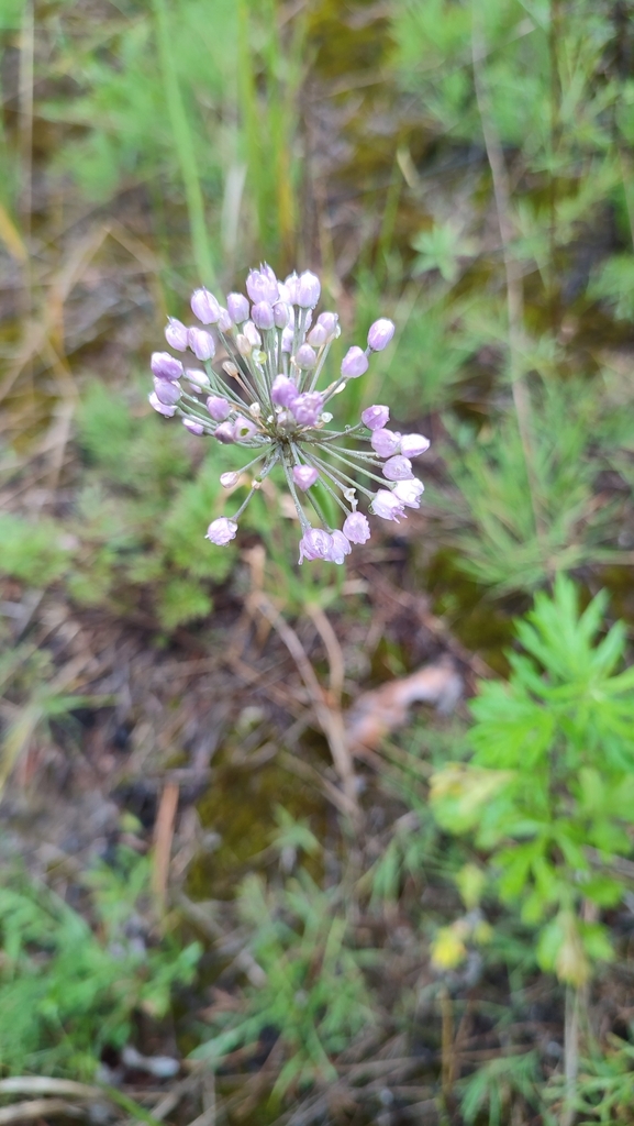 Allium burjaticum (Allium burjaticum)