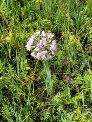 Allium burjaticum (Allium burjaticum)