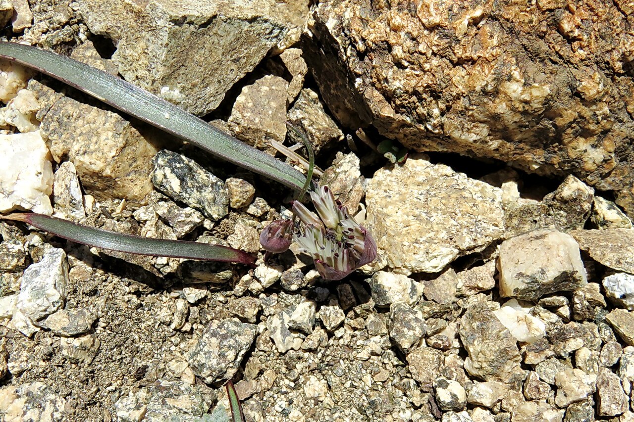 Burlew's onion: Allium burlewii