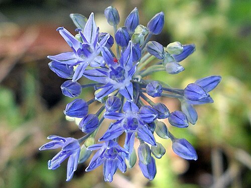 Blue globe onion: Allium caeruleum
