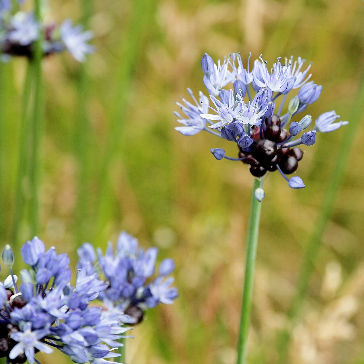 Blue globe onion: i Bergianska trädgården .