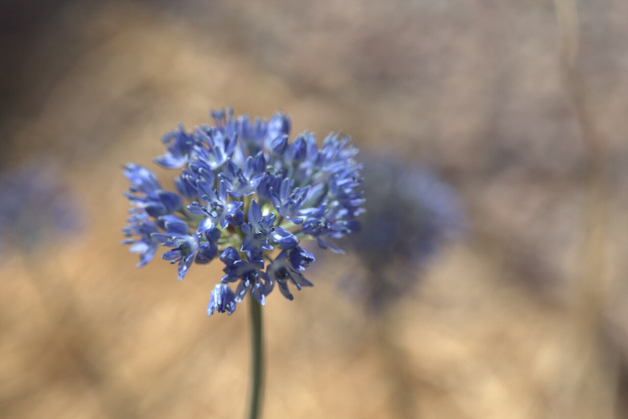 Blue globe onion: Allium caeruleum in Gothenburg Botanical Garden 2015. Plant id: 2007-2139 p G.