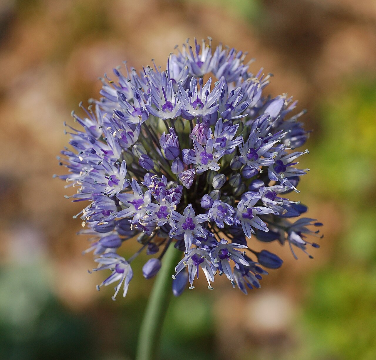 Blue globe onion: Picture of a flower head of an Allium caeruleum en . Photo taken in the Pond Garden Arbor at the Chanticleer Garden . Camera and Exposure Details: Camera: Nikon