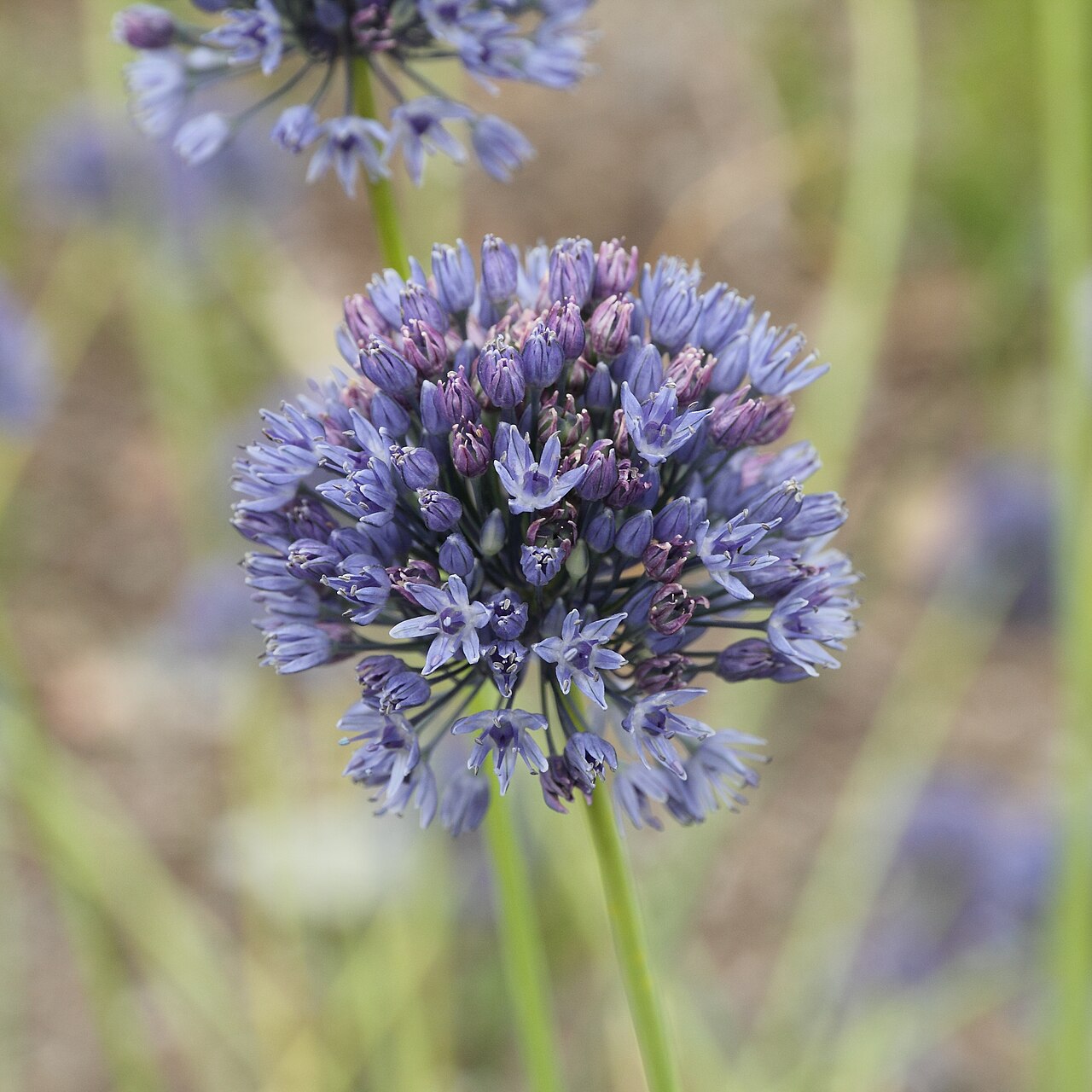 Blue globe onion: Allium caeruleum — i Bergianska trädgården .