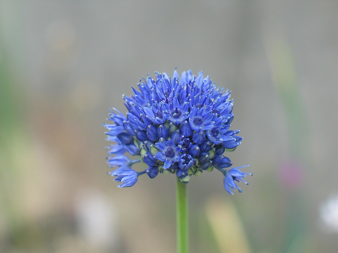 Blue globe onion: Foto of Allium caeruleum , Botanischer Garten Osnabrück
