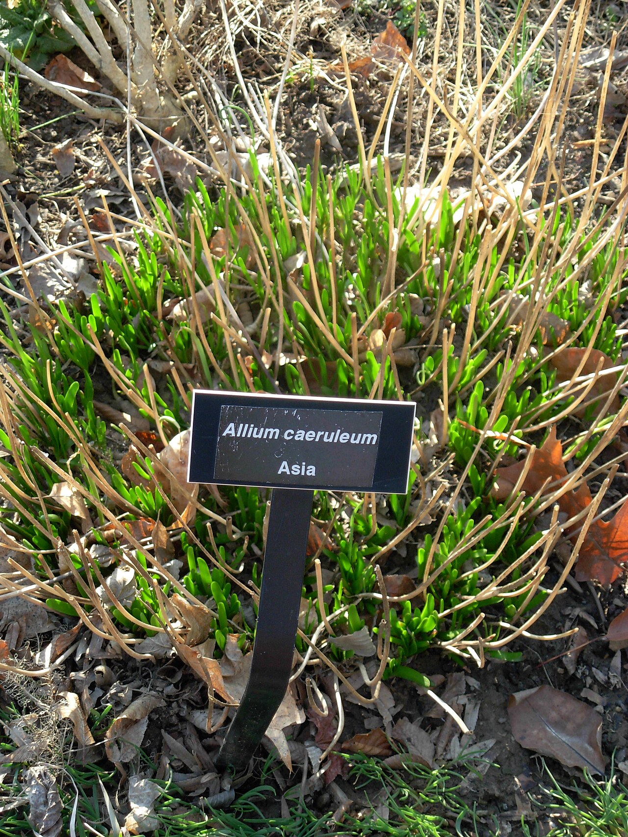 Blue globe onion: Allium caeruleum in Phipps conservatory , Pittsburgh.