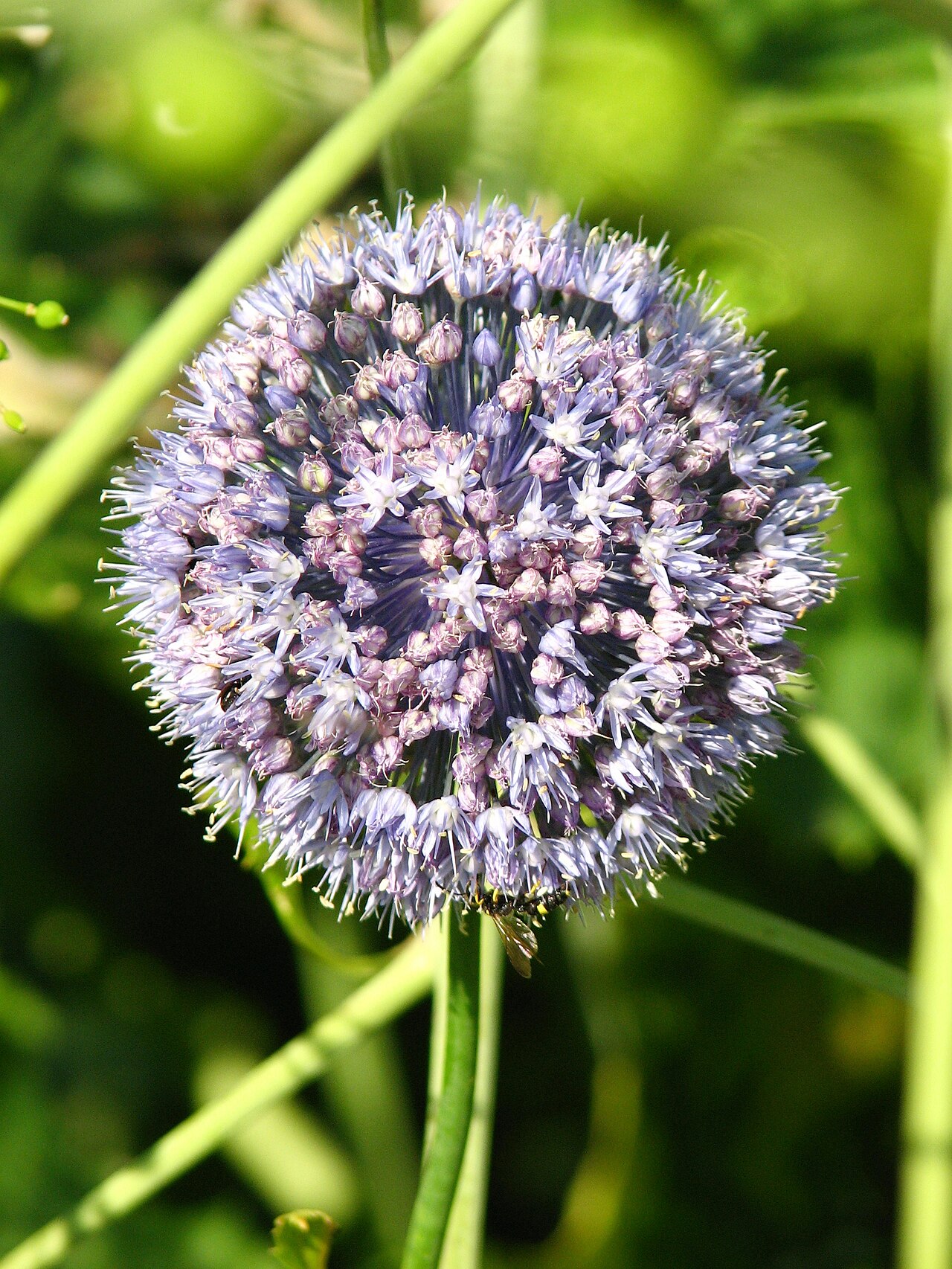 Blue globe onion: Allium caeruleum. From the collection of the Main Botanical Garden of Academy of Sciences in Moscow (perennials plot).