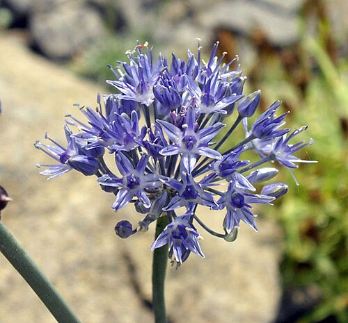 Blue globe onion: Allium caeruleum