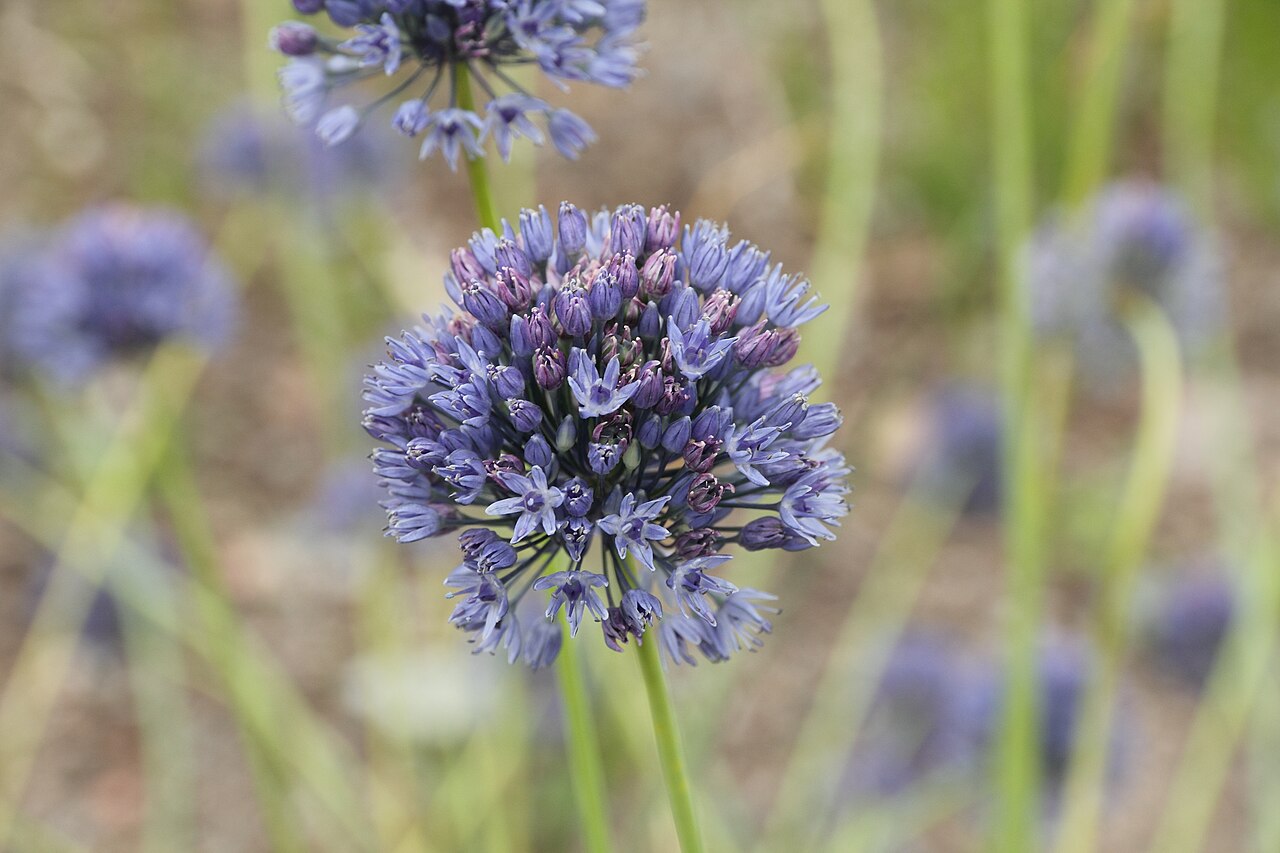 Blue globe onion: Allium caeruleum — i Bergianska trädgården .