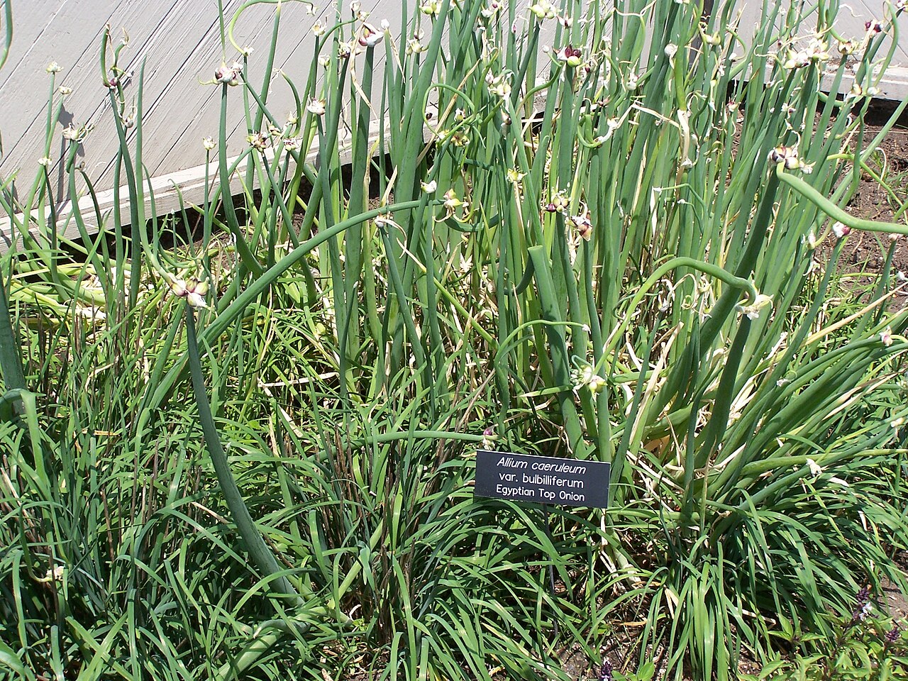 Blue globe onion: Allium × proliferum Egyptian Top Onion at Minnesota Landscape Arboretum
