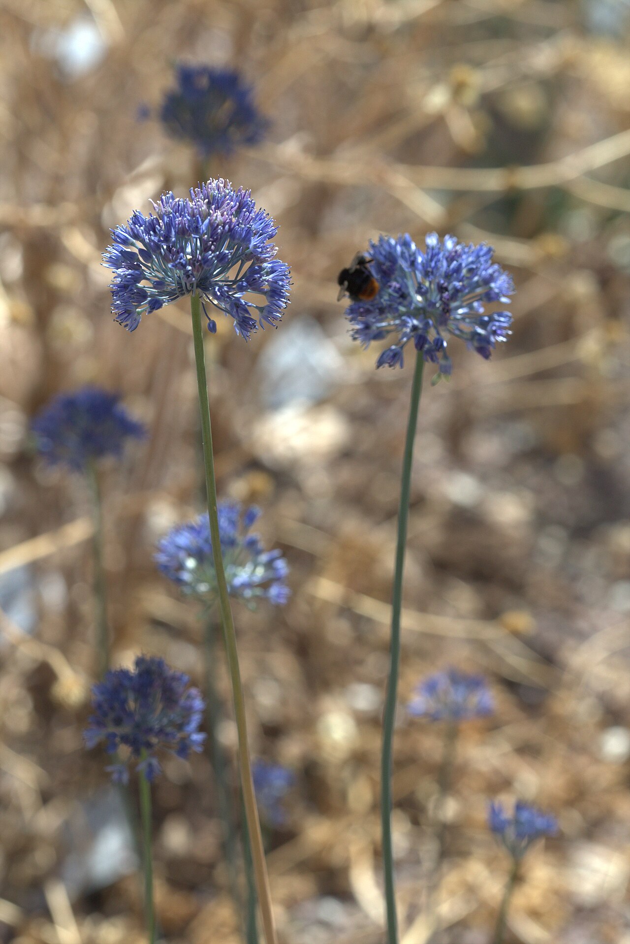 Blue globe onion: Allium caeruleum in Gothenburg Botanical Garden 2015. Plant id: 2007-2139 p G.