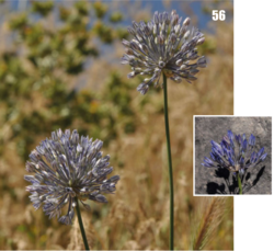 Allium caesium: Allium caesium in Tajikistan.