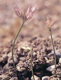 Onion: According to IUCN/SSC specialists this is one of the most endangered species of island floras in the Mediterranean area.