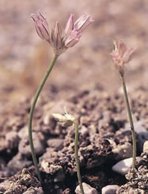 Onion: According to IUCN/SSC specialists this is one of the most endangered species of island floras in the Mediterranean area.