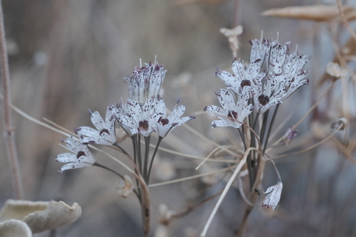 Allium callimischon (Allium callimischon)